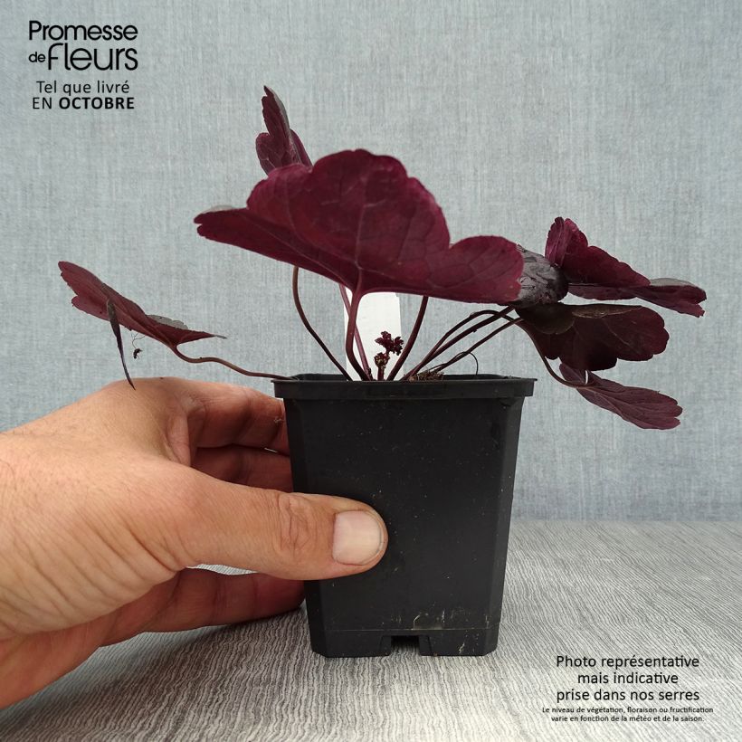 Esemplare di Heuchera Obsisian Vasetto da 8/9 cm come consegnato in autunno