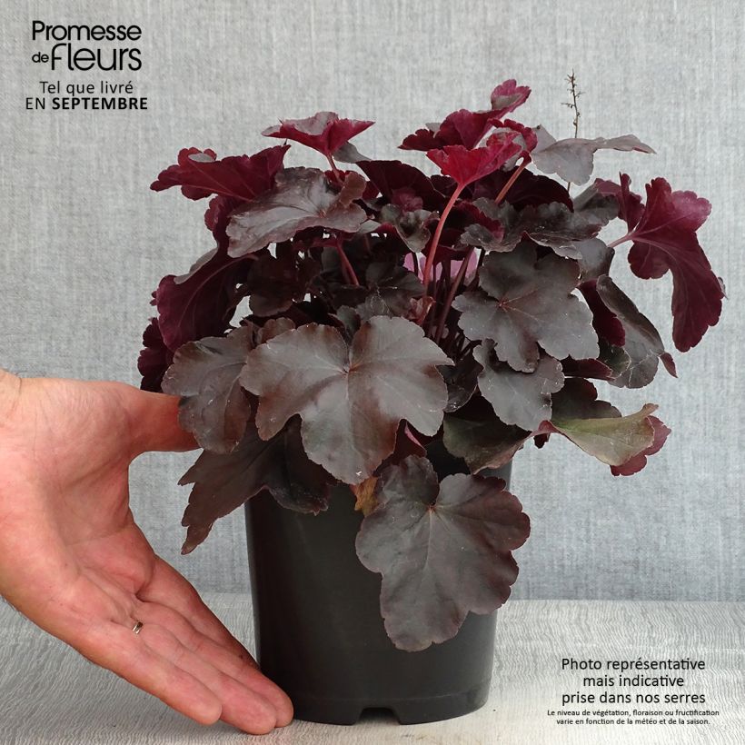 Esemplare di Heuchera Obsisian Vaso da 1,5L/2L consegnato in estate