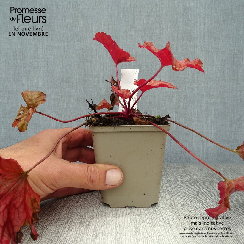 Esemplare di Heuchera Paprika Vasetto da 8/9 cm come consegnato in autunno