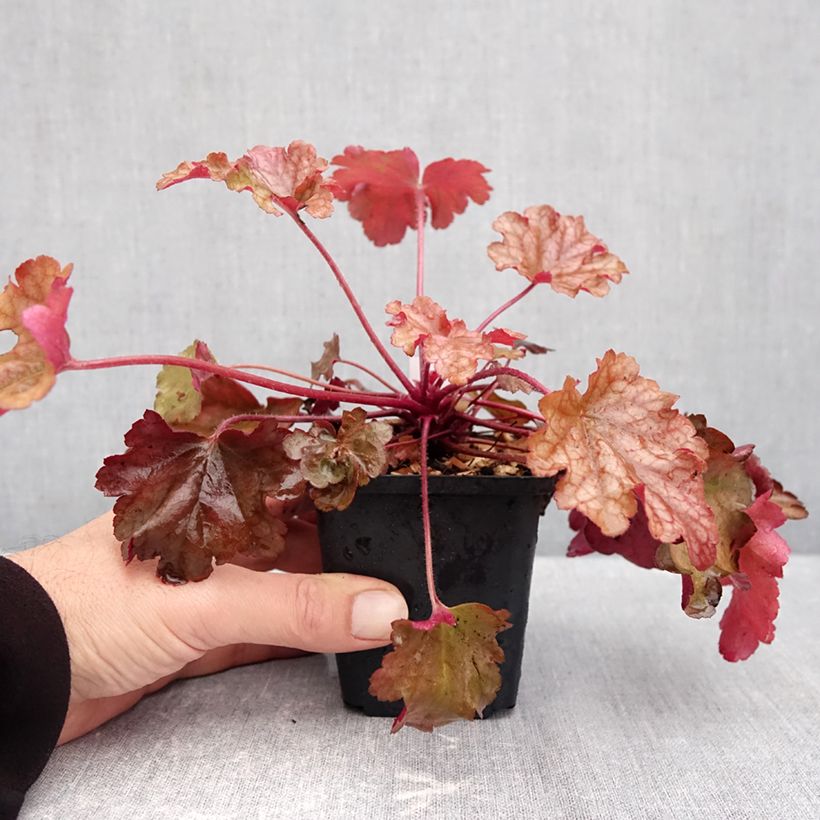 Esemplare di Heuchera Peach flambé Vasetto da 8/9 cm come consegnato in autunno
