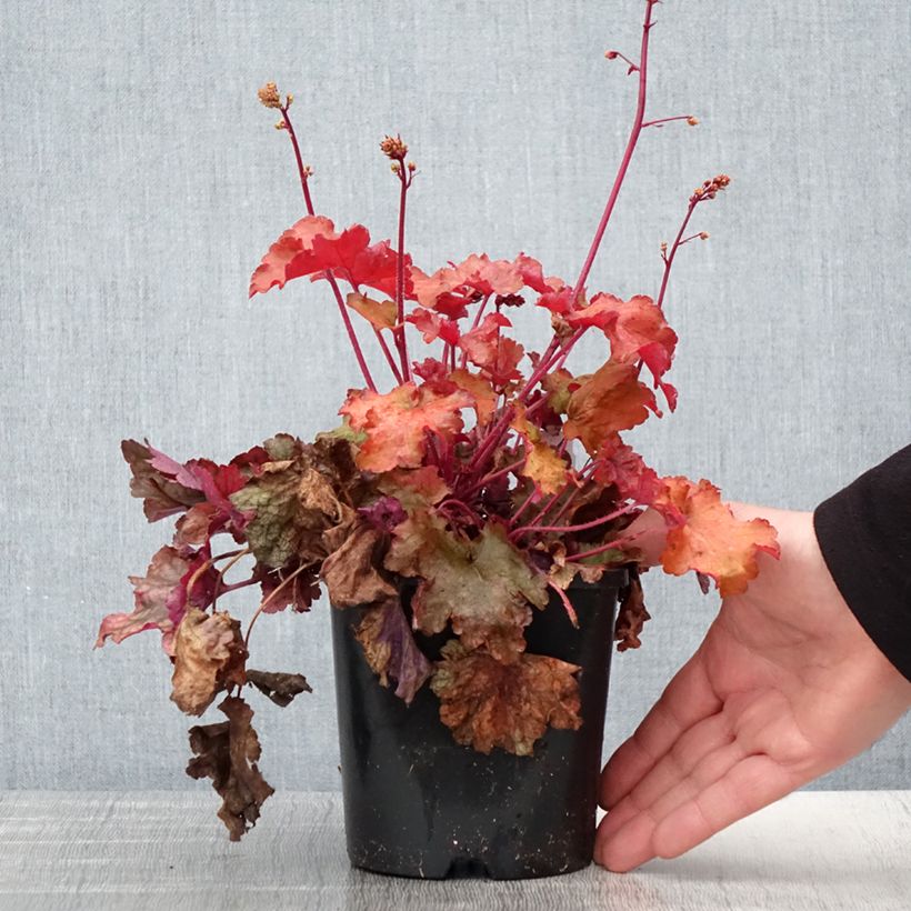 Heuchera Peach flambé Vaso da 1,5L/2L esemplare consegnato in primavera