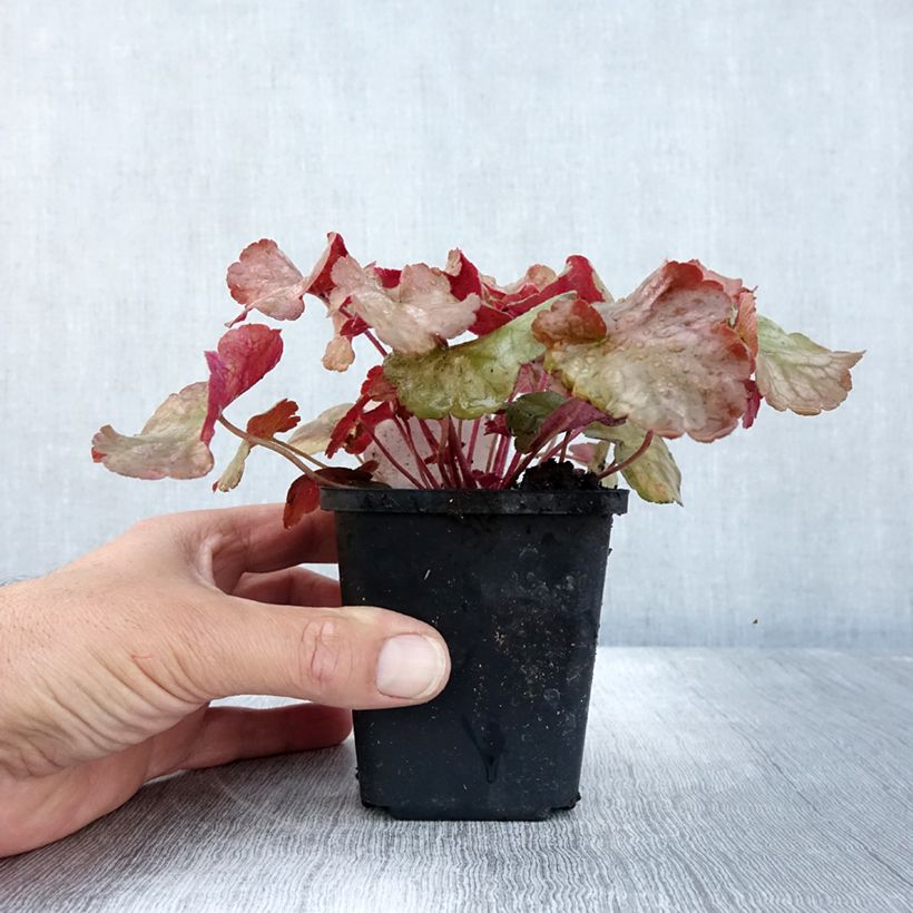 Esemplare di Heuchera Pinot Gris Vasetto da 8/9 cm come consegnato in autunno