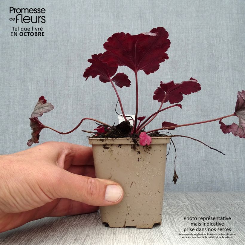 Esemplare di Heuchera Plum Royale Vasetto da 8/9 cm come consegnato in autunno