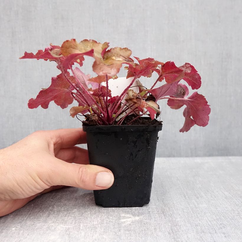 Esemplare di Heuchera Red Sea Vasetto da 8/9 cm come consegnato in autunno