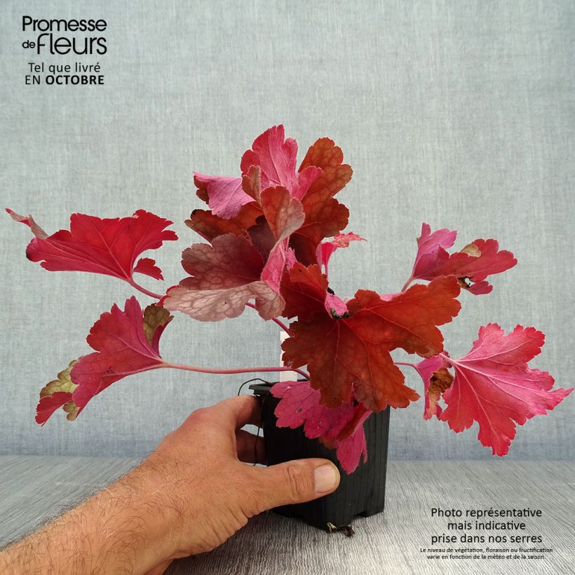 Esemplare di Heuchera Rio Vasetto da 7/8 cm come consegnato in autunno