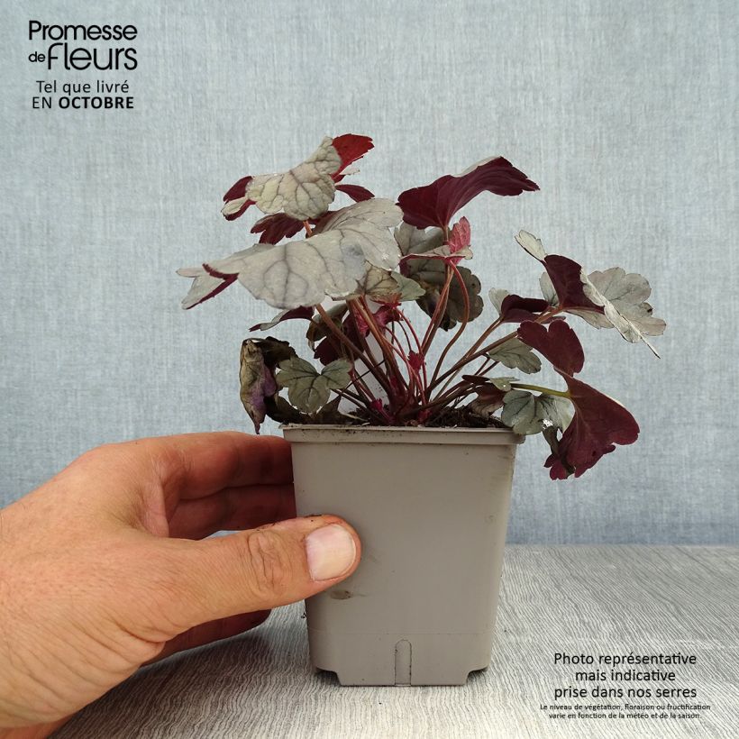 Esemplare di Heuchera Silver Gumdrop Vasetto da 8/9 cm come consegnato in autunno