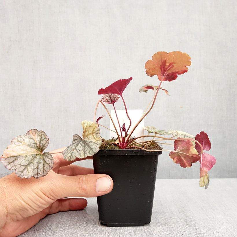Esemplare di Heuchera Silver Scrolls Vasetto da 8/9 cm come consegnato in autunno