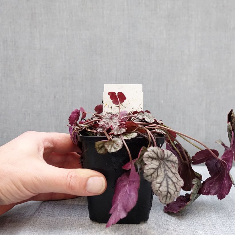 Heuchera Silver Scrolls Vasetto da 8/9 cm esemplare consegnato in inverno