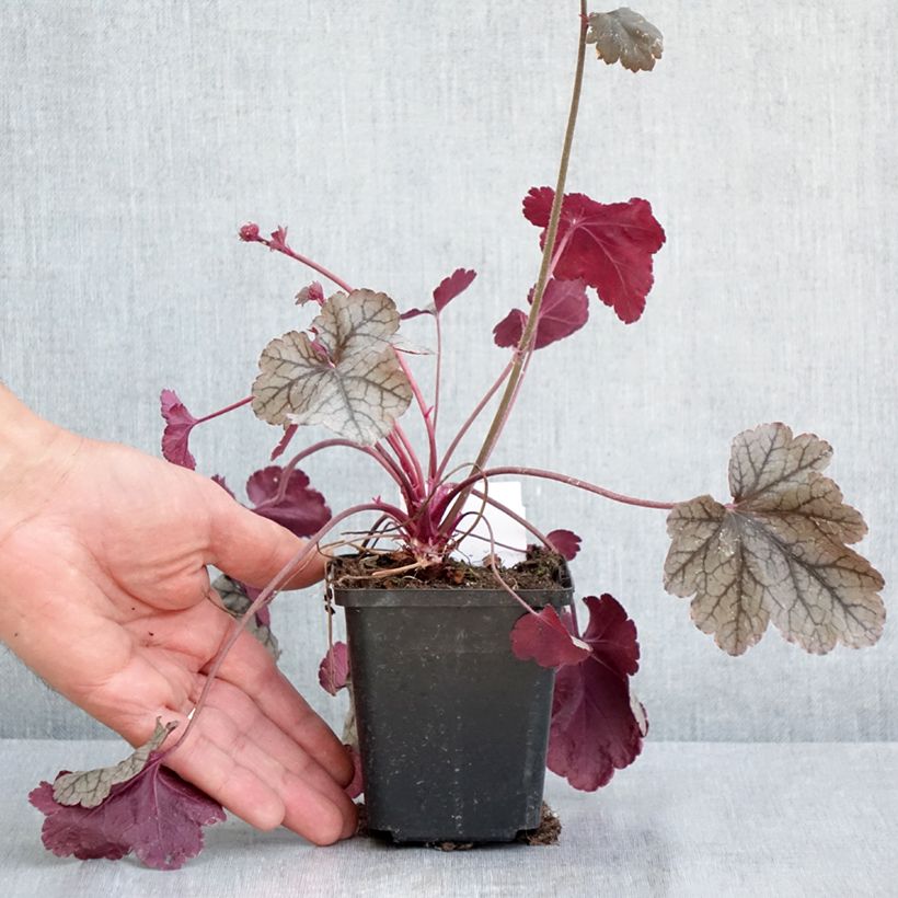 Heuchera Silver Scrolls Vasetto da 8/9 cm esemplare consegnato in primavera