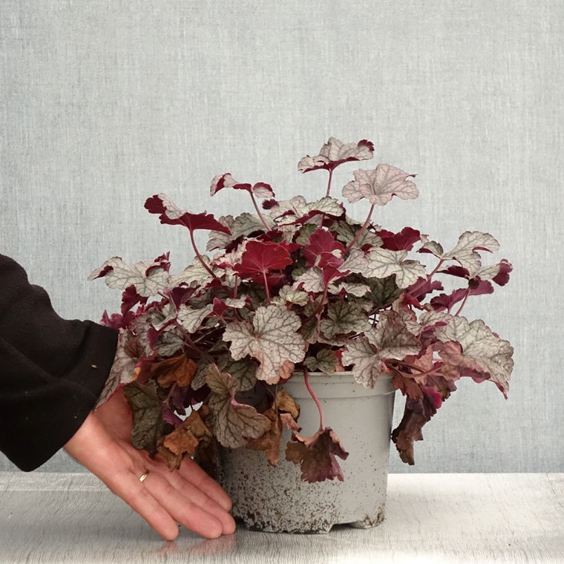 Esemplare di Heuchera Silver Scrolls Vaso da 2L/3L come consegnato in autunno