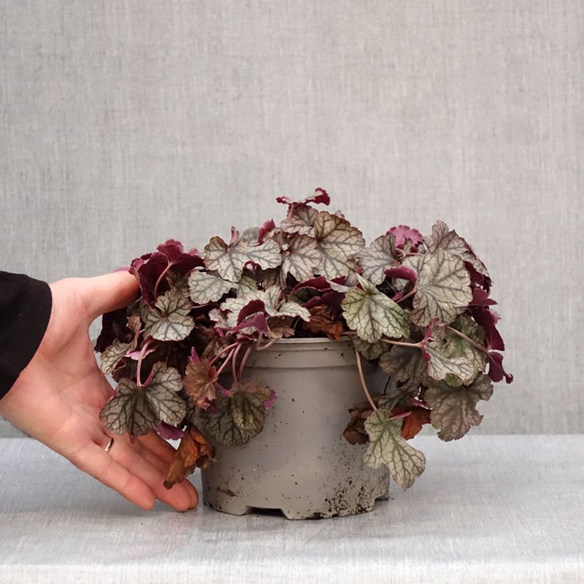 Heuchera Silver Scrolls Vaso da 2L/3L esemplare consegnato in inverno