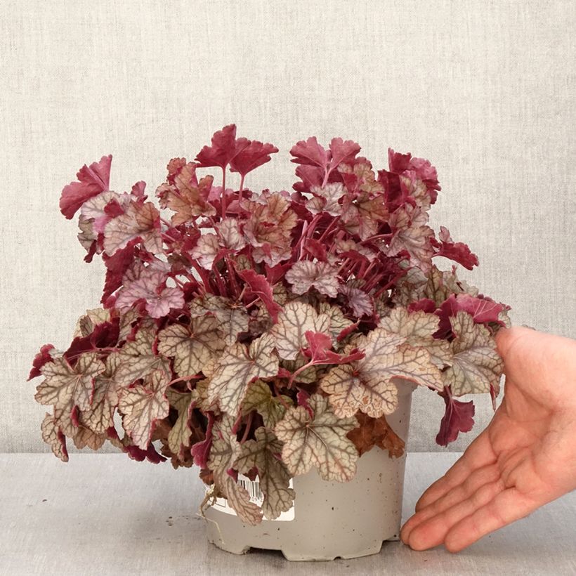 Heuchera Silver Scrolls Vaso da 2L/3L esemplare consegnato in primavera