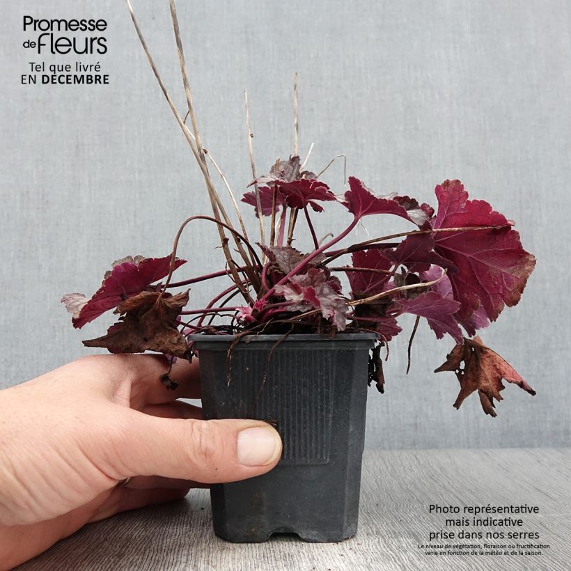 Esemplare di Heuchera Spellbound Vasetto da 8/9 cm come consegnato in autunno