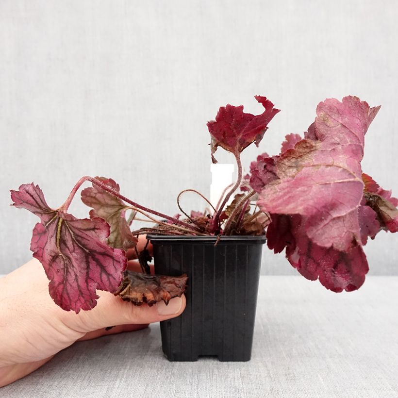 Heuchera Spellbound Vasetto da 8/9 cm esemplare consegnato in inverno