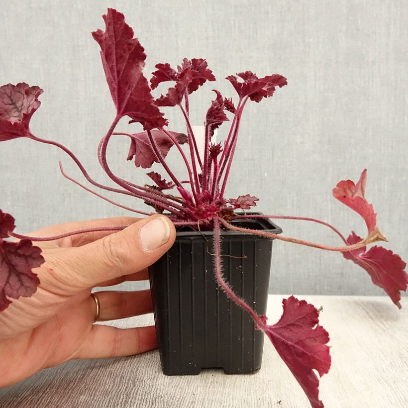 Heuchera Spellbound Vasetto da 8/9 cm esemplare consegnato in primavera