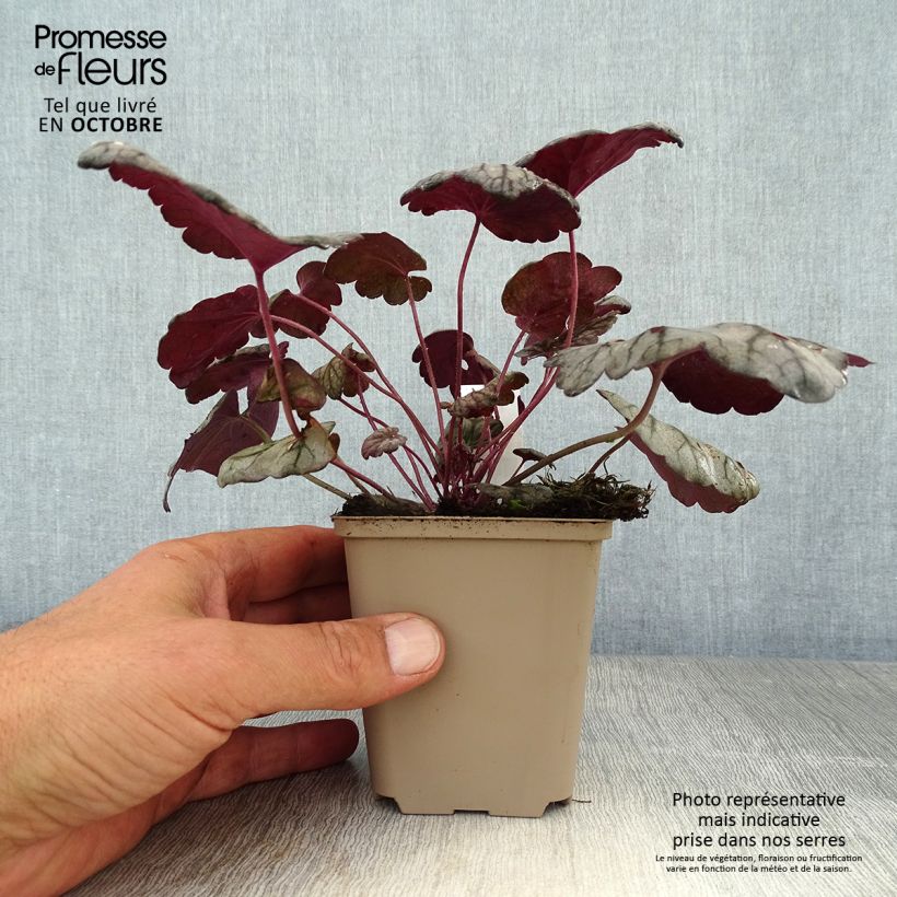 Esemplare di Heuchera Sugar Plum Vasetto da 8/9 cm come consegnato in autunno