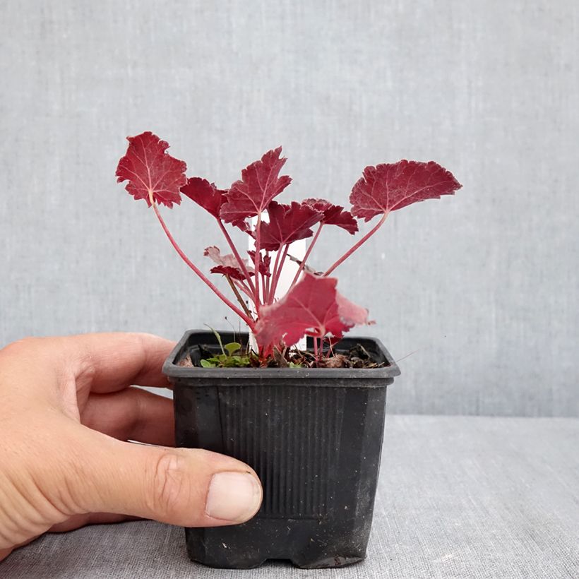 Esemplare di Heuchera Timeless Treasure Vasetto da 8/9 cm consegnato in estate