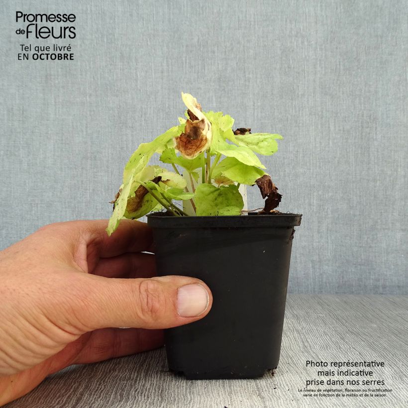 Esemplare di Heuchera Tiramisu Vasetto da 8/9 cm come consegnato in autunno