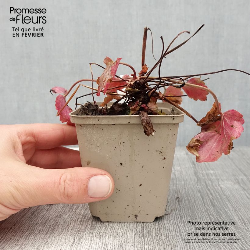 Heuchera Vienna Vasetto da 8/9 cm esemplare consegnato in inverno