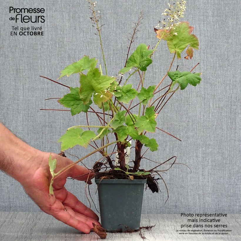 Esemplare di Heuchera Chantilly Vasetto da 8/9 cm come consegnato in autunno