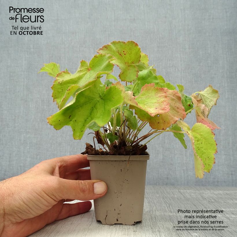 Esemplare di Heuchera villosa var. macrorrhiza Vasetto da 8/9 cm come consegnato in autunno