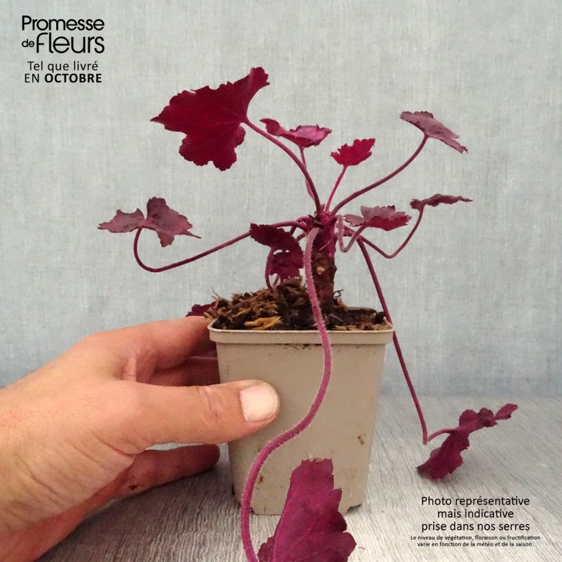 Esemplare di Heuchera Wild Rose Vasetto da 8/9 cm come consegnato in autunno