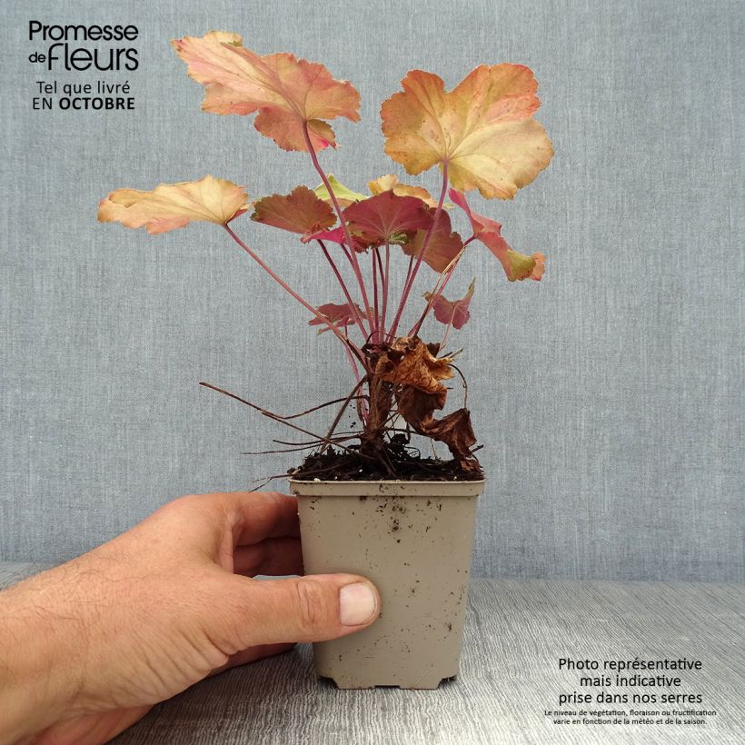 Esemplare di Heuchera Mega Caramel Vasetto da 8/9 cm come consegnato in autunno