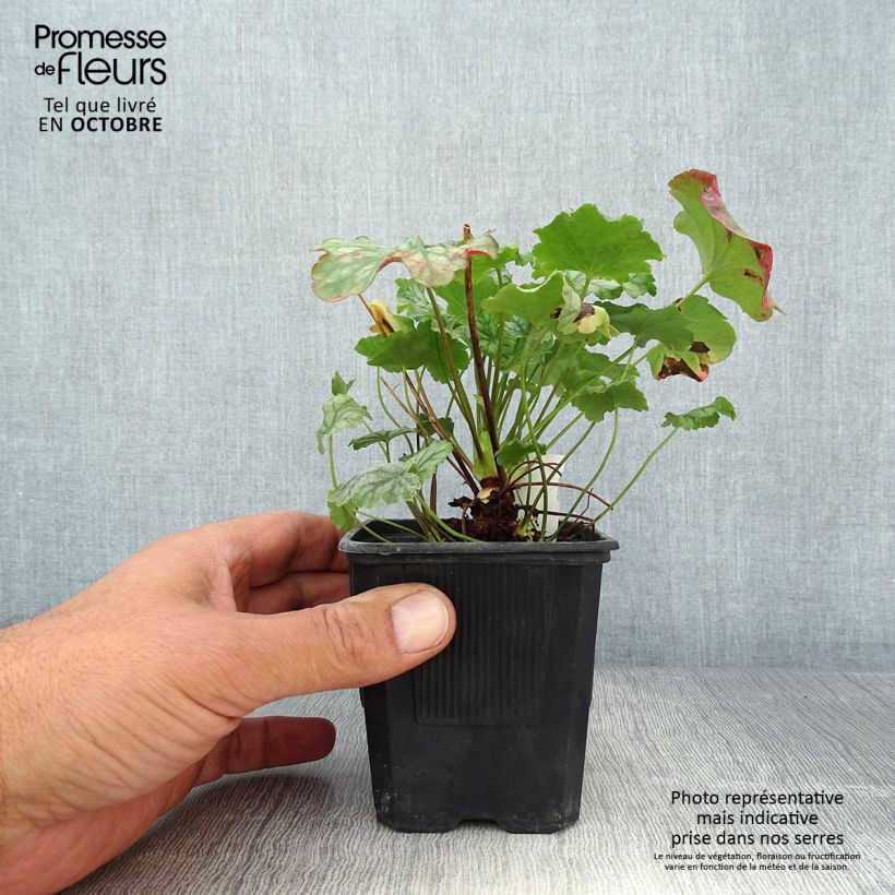 Esemplare di Heuchera Paris Vasetto da 8/9 cm come consegnato in autunno