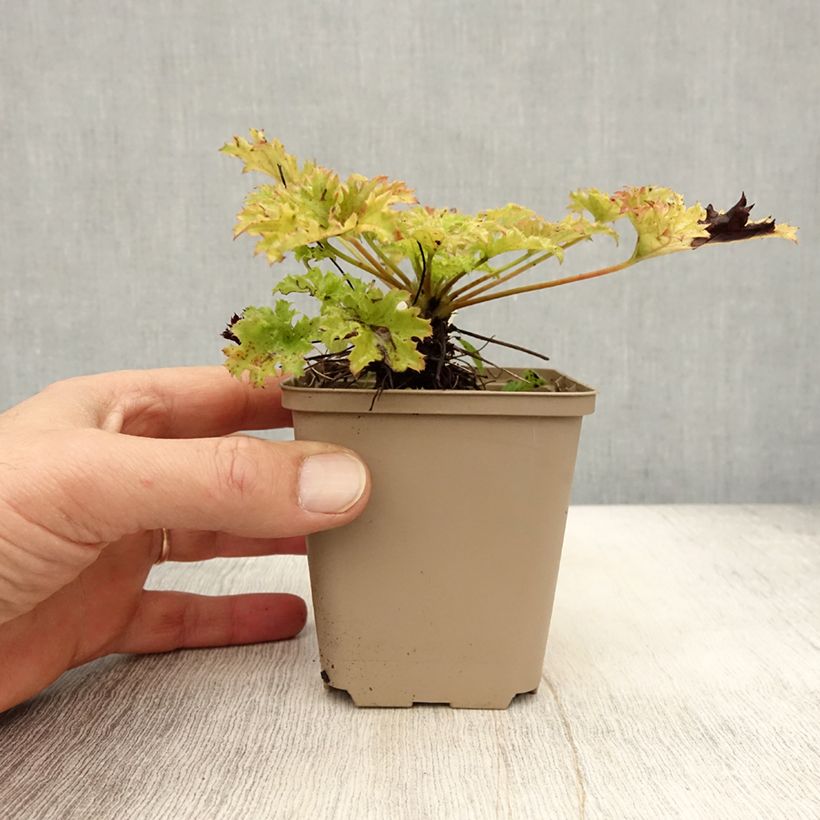 Esemplare di Heuchera Pear Crisp Vasetto da 8/9 cm come consegnato in autunno