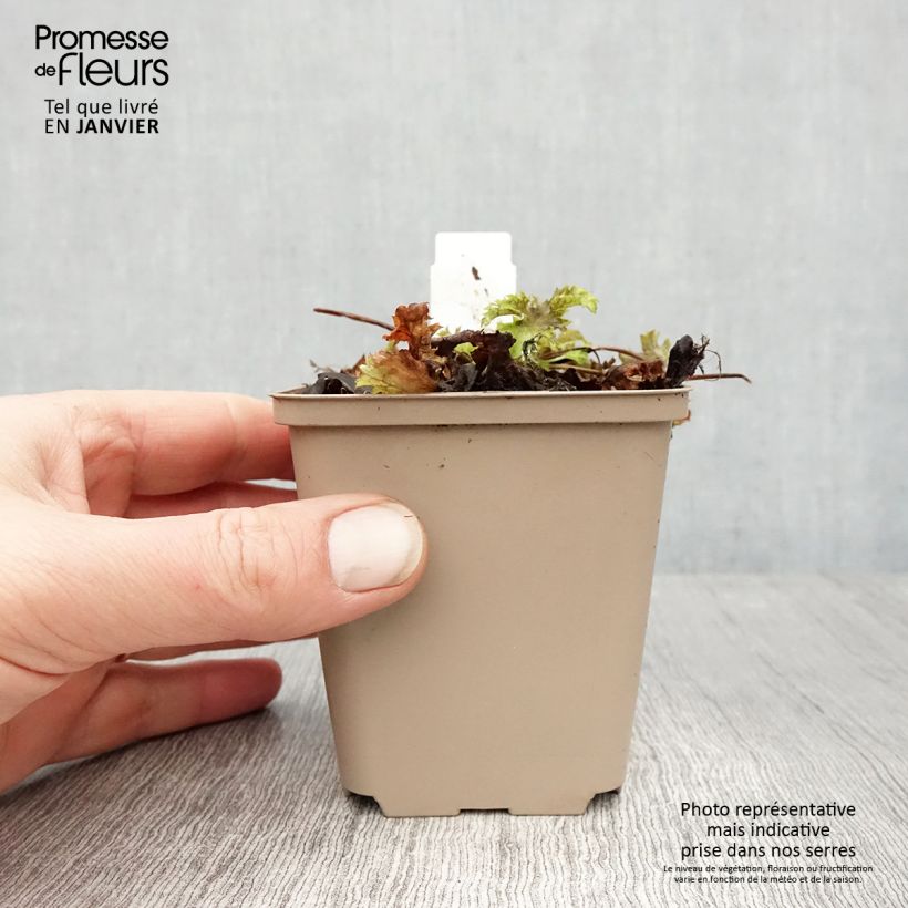 Heuchera Pear Crisp Vasetto da 8/9 cm esemplare consegnato in inverno