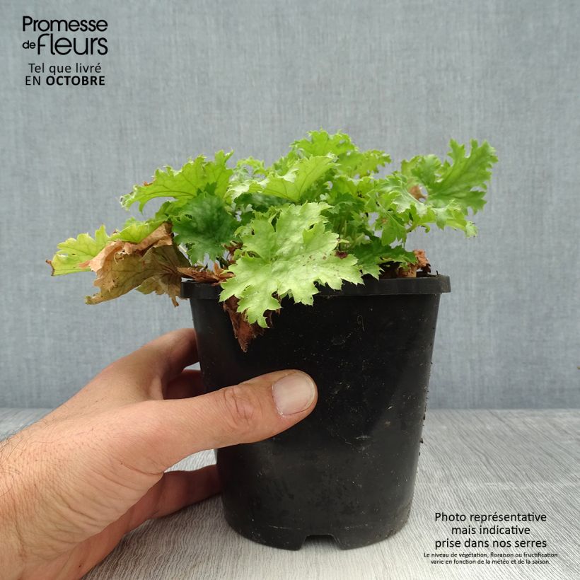 Esemplare di Heuchera Pear Crisp Vaso da 1,5L/2L come consegnato in autunno