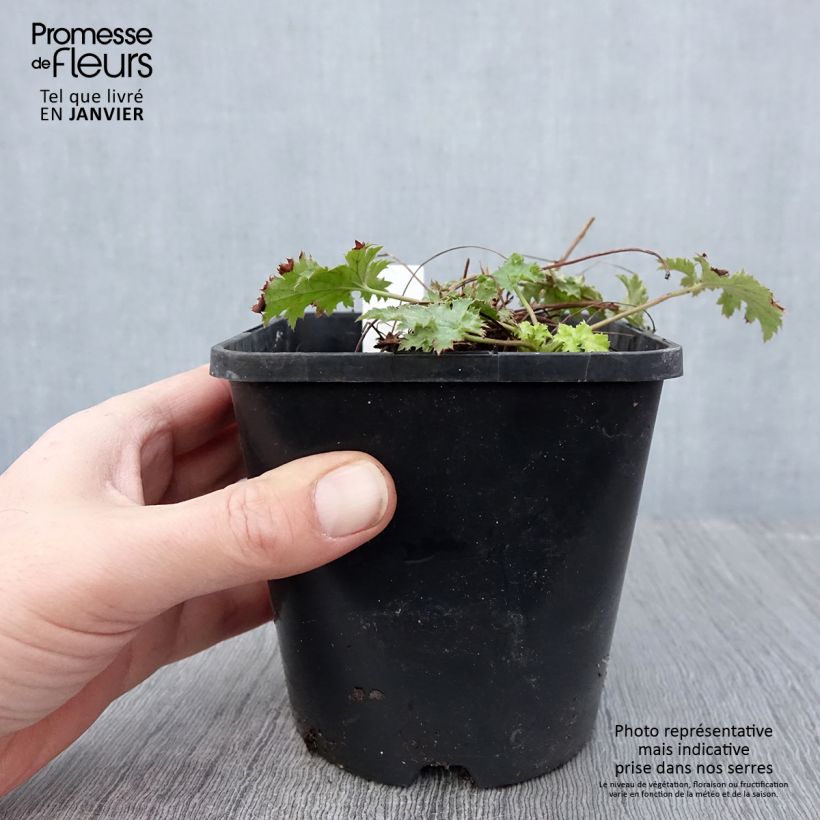 Heuchera Pear Crisp Vaso da 1,5L/2L esemplare consegnato in inverno