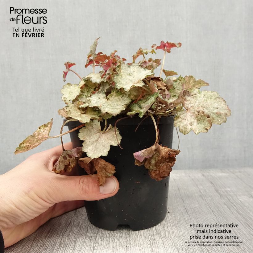 Heuchera Pinky Panky Vaso da 1,5L/2L esemplare consegnato in inverno
