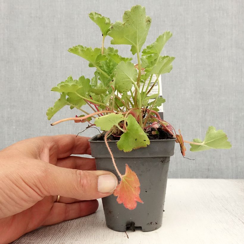 Esemplare di Heuchera Pluie de Feu Vasetto da 8/9 cm consegnato in estate