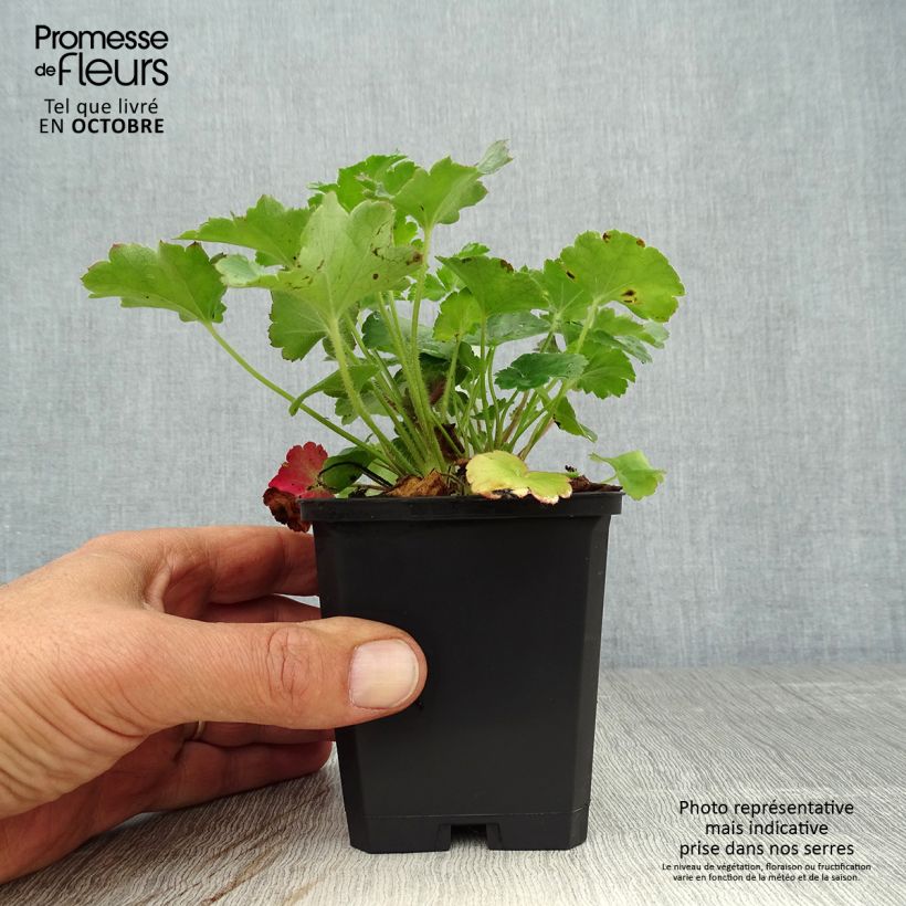 Esemplare di Heuchera sanguinea Leuchtkäfer - Campane di corallo Vasetto da 8/9 cm come consegnato in autunno