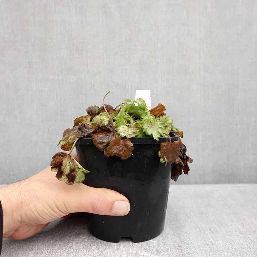 Esemplare di Heuchera Snowy Panky Vaso da 1,5L/2L come consegnato in autunno