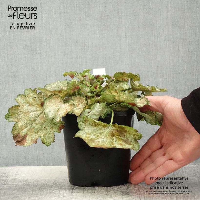 Heuchera Snowy Panky Vaso da 1,5L/2L esemplare consegnato in inverno