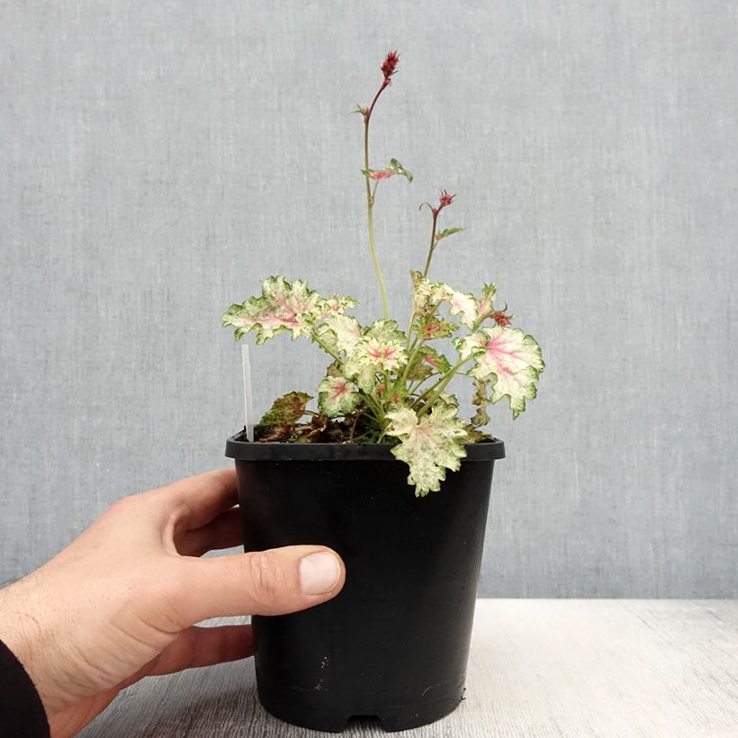 Heuchera Snowy Panky Vaso da 1,5L/2L esemplare consegnato in primavera