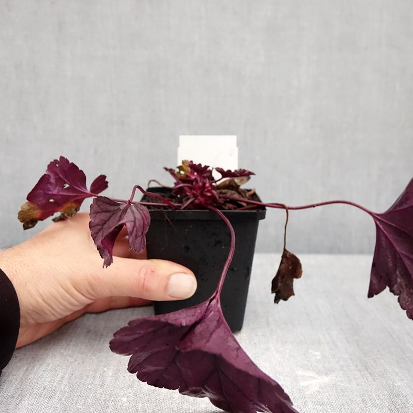 Esemplare di Heuchera Dolce Wildberry Vasetto da 8/9 cm come consegnato in autunno