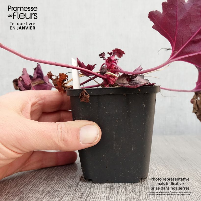 Heuchera Dolce Wildberry Vasetto da 8/9 cm esemplare consegnato in inverno