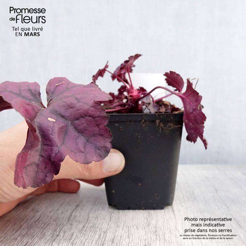Heuchera Dolce Wildberry Vasetto da 8/9 cm esemplare consegnato in primavera