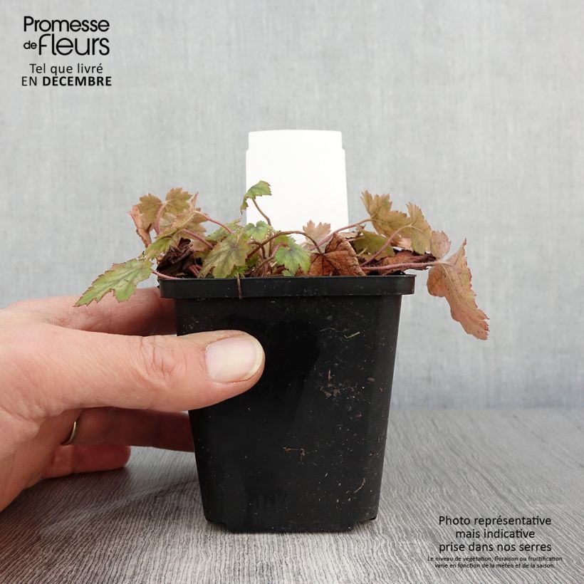 Esemplare di Heucherella alba Bridget Bloom Vasetto da 8/9 cm come consegnato in autunno