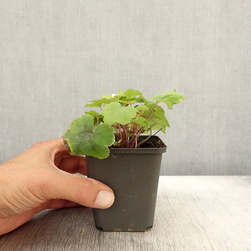 Esemplare di Heucherella Citrus shock Vasetto da 8/9 cm come consegnato in autunno