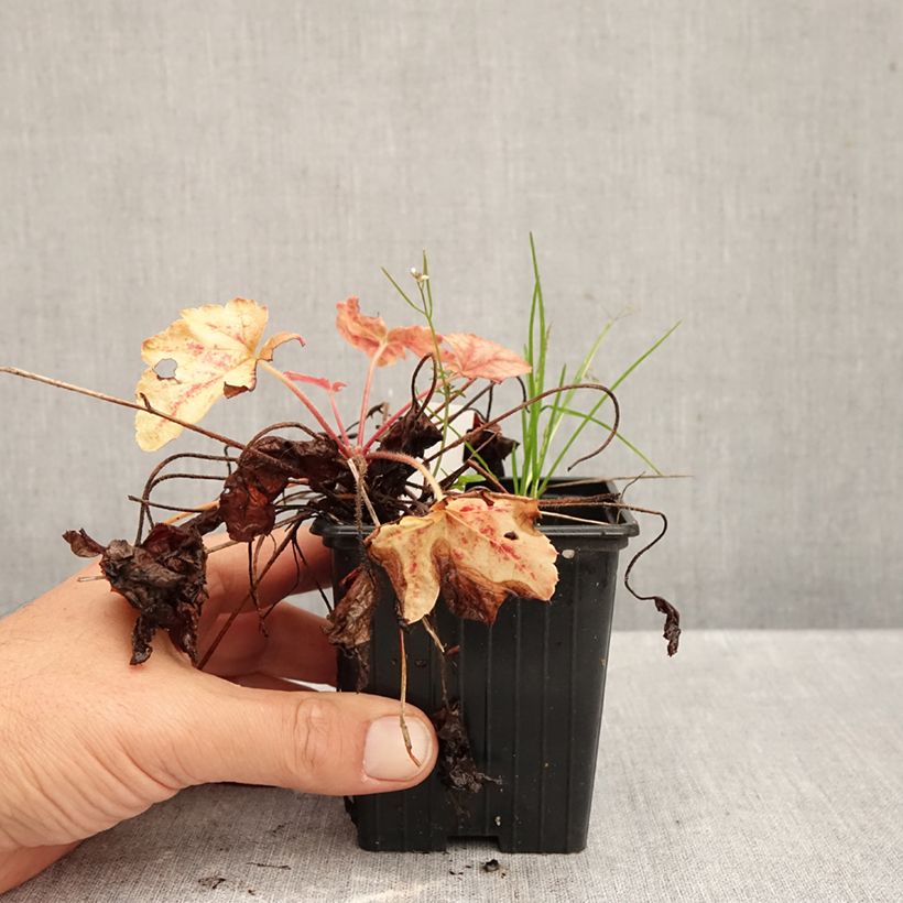 Esemplare di Heucherella Copper Cascade Vasetto da 8/9 cm come consegnato in autunno