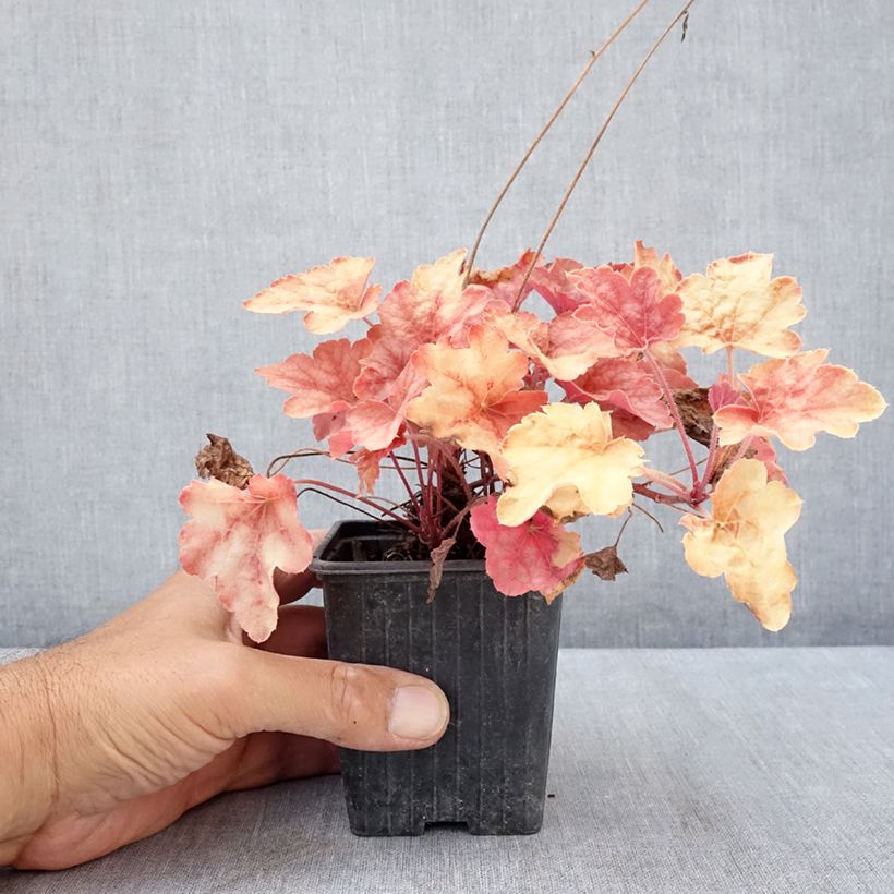 Esemplare di Heucherella Copper Cascade Vasetto da 8/9 cm consegnato in estate