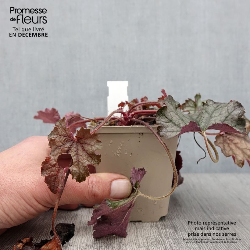 Esemplare di Heucherella Cracked Ice Vasetto da 8/9 cm come consegnato in autunno