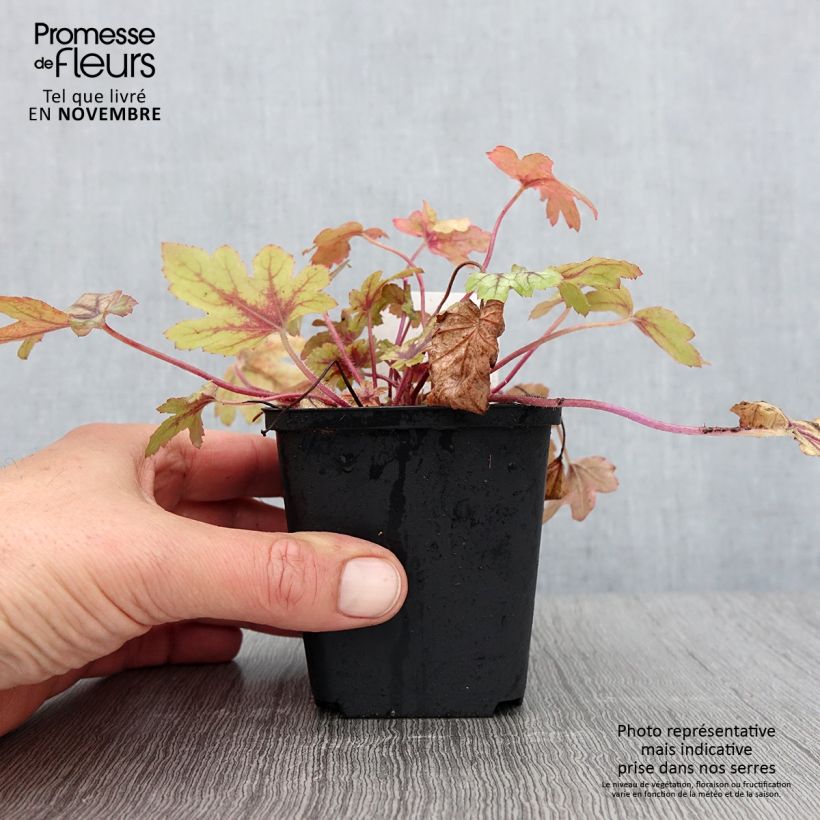 Esemplare di Heucherella Eye Spy Vasetto da 8/9 cm come consegnato in autunno