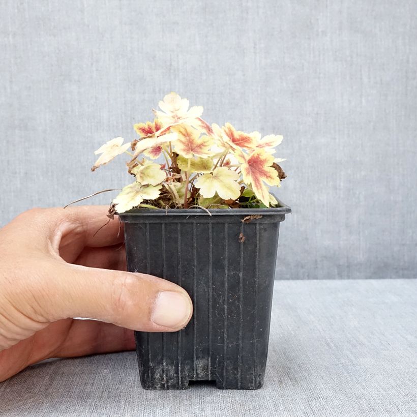 Esemplare di Heucherella Golden Zebra Vasetto da 8/9 cm consegnato in estate