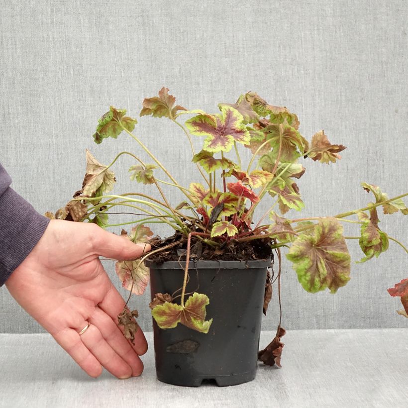 Esemplare di Heucherella Golden Zebra Vaso da 1,5L/2L come consegnato in autunno