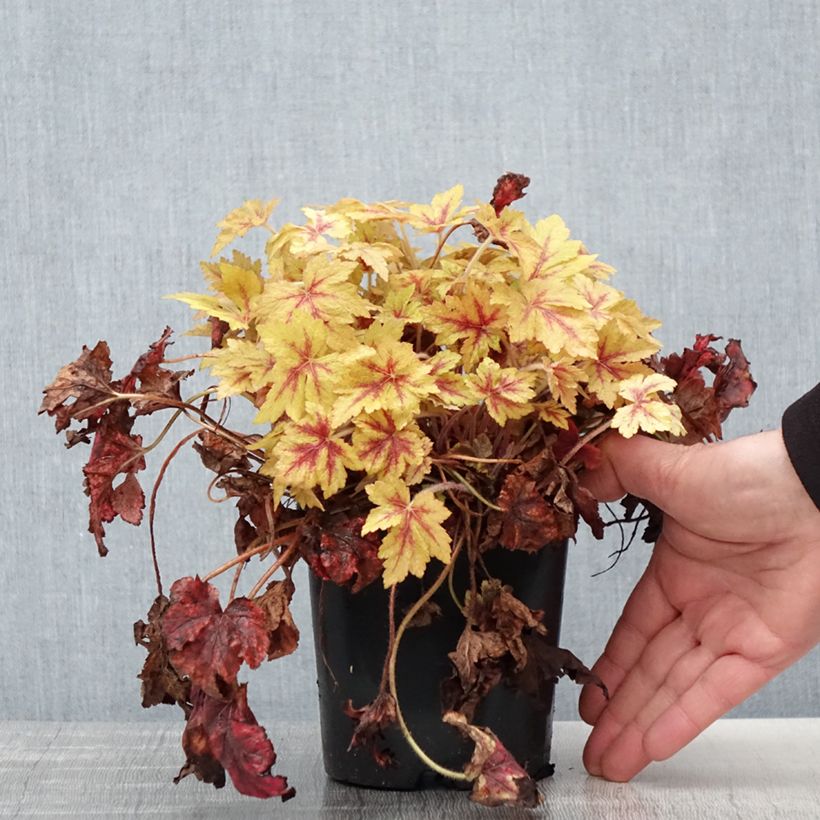 Heucherella Golden Zebra Vaso da 1,5L/2L esemplare consegnato in primavera